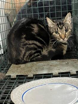 Domestic Short Hair Cats Available for Adoption in Dallas, Texas - DARCY | PetCurious