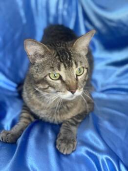 Rescue Domestic Short Hair Cats for Adoption in Rowland Heights, California - Peter Pan | PetCurious