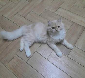 Rescue Ragdoll and Turkish Van Cats for Adoption in Brampton, Ontario - Matty | PetCurious