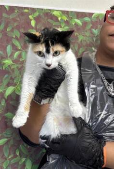 Rescue Domestic Medium Hair and Domestic Short Hair Cats for Adoption in San Antonio, Texas - Daffodil | PetCurious