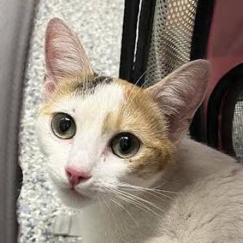 Sunshine -  Domestic Short Hair Cat for Adoption in Dearborn, Michigan - Sunshine | PetCurious