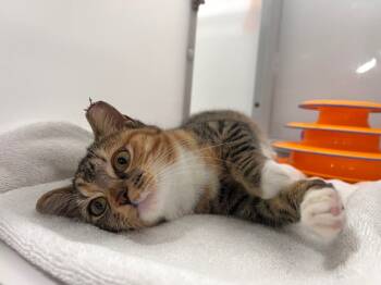 Rescue Domestic Short Hair Cats for Adoption in Raleigh, North Carolina - Elytra | PetCurious