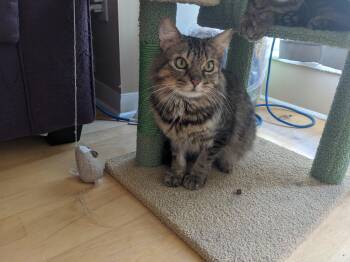 Egg MUST BE ADOPTED WITH RICE -  Domestic Medium Hair Cat for Adoption in Toronto, Ontario - Egg MUST BE ADOPTED WITH RICE | PetCurious