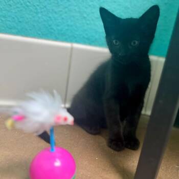 Domestic Short Hair Cats Available for Adoption - Nyx | PetCurious