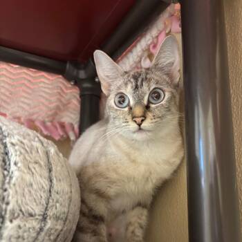 Polyester -  Domestic Short Hair Cat for Adoption in Goleta, California - Polyester | PetCurious
