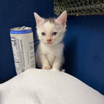 Trollie -  Domestic Short Hair Cat for Adoption in Philadelphia, Pennsylvania - Trollie | PetCurious