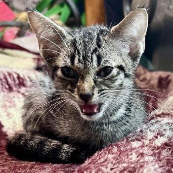 Bjorn -  Domestic Short Hair Cat for Adoption in Houston, Texas - Bjorn | PetCurious