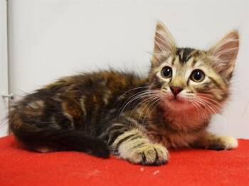 ELIZABETH -  Domestic Medium Hair Cat for Adoption in Sacramento, California - ELIZABETH | PetCurious