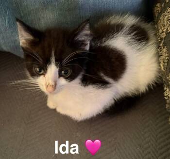 Rescue Domestic Long Hair Cats for Adoption in Beckley, West Virginia - Ida | PetCurious