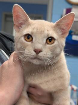 Domestic Short Hair Cats Available for Adoption in Canfield, Ohio - DAVID | PetCurious