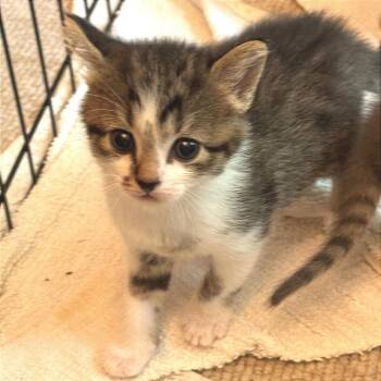 Kenny -  Domestic Short Hair Cat for Adoption in Cumming, Georgia - Kenny | PetCurious