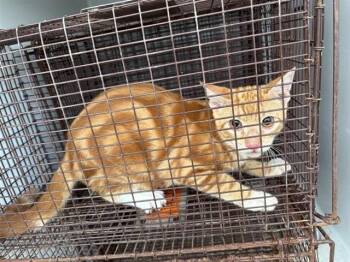 A662036 -  Domestic Short Hair Cat for Adoption in Houston, Texas - A662036 | PetCurious