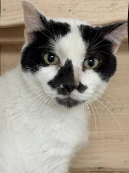 Domestic Medium Hair and Tuxedo Cats Available for Adoption in Chandler, Arizona - Basil Mccow | PetCurious