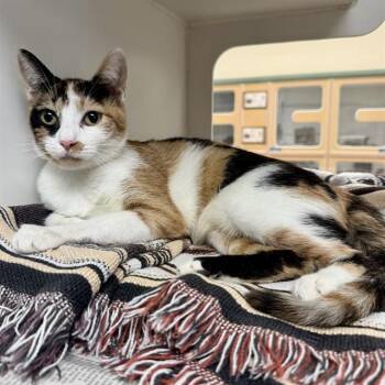 CALI -  Domestic Short Hair Cat for Adoption in Riverside, California - CALI | PetCurious
