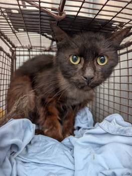 Domestic Short Hair Cats Available for Adoption - MEPHISTO | PetCurious