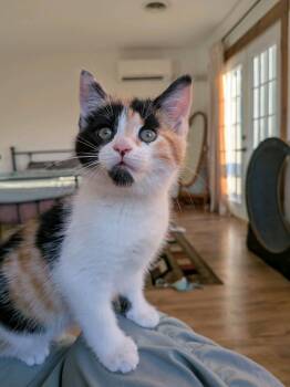 Domestic Short Hair Cats Available for Adoption in Murfreesboro, Tennessee - Carmella | PetCurious
