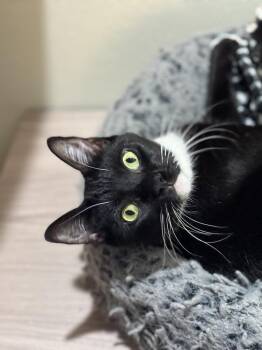 Anderson Pooper -  Domestic Short Hair Cat for Adoption in Dallas, Texas - Anderson Pooper | PetCurious