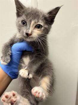 Domestic Short Hair Cats Available for Adoption in Ontario, California - TRUDY - ADOPTION PENDING | PetCurious