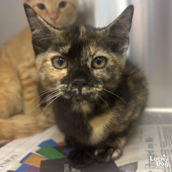 Lottie -  Domestic Short Hair Cat for Adoption in Washington, District Of Columbia - Lottie | PetCurious