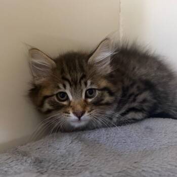 Peanut -  Domestic Medium Hair Cat for Adoption in Spanish Fork, Utah - Peanut | PetCurious