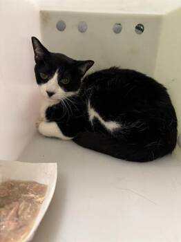 Rescue Domestic Short Hair Cats for Adoption in Indianapolis, Indiana - BANDIT | PetCurious