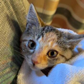 Fern -  Domestic Short Hair Cat for Adoption in Johnstown, Pennsylvania - Fern | PetCurious