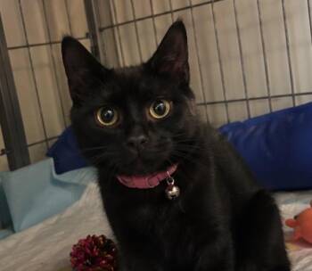 Cactus -  Domestic Short Hair Cat for Adoption - Cactus | PetCurious