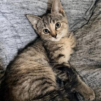 Joffrey -  Domestic Short Hair Cat for Adoption in Normal, Illinois - Joffrey | PetCurious