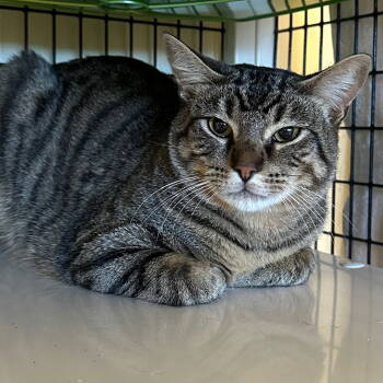 Rescue Domestic Short Hair Cats for Adoption in Burlingame, California - Autumn | PetCurious