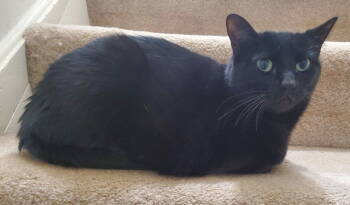 Rescue Domestic Short Hair Cats for Adoption in Battle Ground, Washington - Yoder | PetCurious