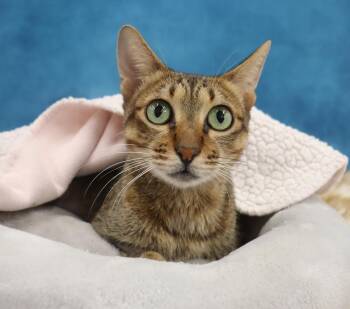 Rescue Domestic Short Hair and Tabby Cats for Adoption in League City, Texas - Jade - Sweet, Beautiful Tripod | PetCurious