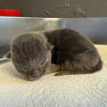 Smokey -  Domestic Short Hair Cat for Adoption in Tuscaloosa, Alabama - Smokey | PetCurious