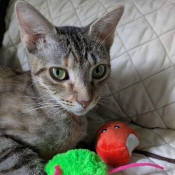 Megan the Sweet -  Tabby and Domestic Short Hair Cat for Adoption in Friendswood, Texas - Megan The Sweet | PetCurious