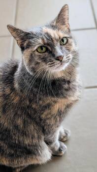 Rescue Domestic Short Hair Cats for Adoption in New Baltimore, Michigan - Marinara | PetCurious