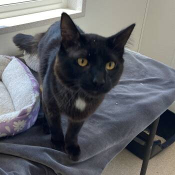 Rescue Domestic Long Hair Cats for Adoption in St. Helena, California - Sunny | PetCurious