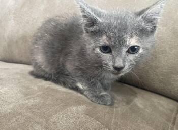 Frog -  Domestic Short Hair Cat for Adoption in Johnson City, Tennessee - Frog | PetCurious