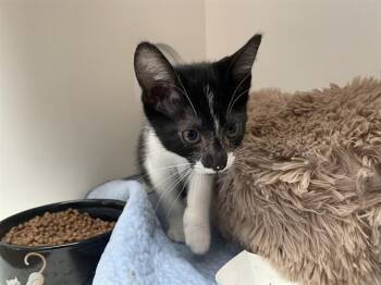 NED FLANDERS -  Domestic Medium Hair Cat for Adoption in Sugar Land, Texas - NED FLANDERS | PetCurious