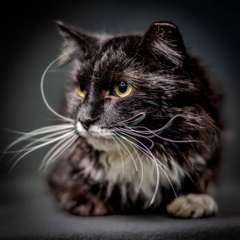 Domestic Medium Hair Cats Available for Adoption in Herndon, Virginia - Max | PetCurious