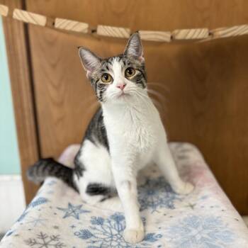 Vada -  Domestic Short Hair Cat for Adoption in Fargo, North Dakota - Vada | PetCurious