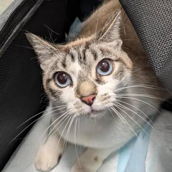 Nieve -  Domestic Short Hair Cat for Adoption in Clearwater, Florida - Nieve | PetCurious