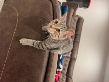 Rescue Domestic Short Hair Cats for Adoption in Cleveland, Ohio - Blaise | PetCurious