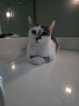 Violette -  Domestic Short Hair Cat for Adoption in Buford, Georgia - Violette | PetCurious