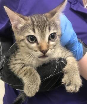 Domestic Short Hair Cats Available for Adoption in Conroe, Texas - A428393 | PetCurious