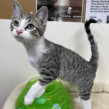 Rescue Domestic Short Hair Cats for Adoption in Las Vegas, Nevada - Paige | PetCurious