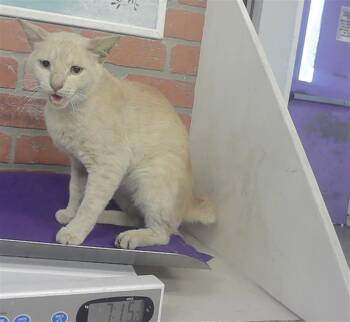 MANGO -  Domestic Short Hair Cat for Adoption in Houston, Texas - MANGO | PetCurious