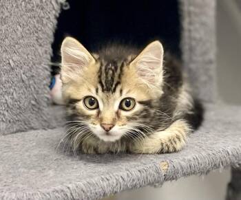 Mackerel -  Domestic Long Hair and Tabby Cat for Adoption in Jamestown, California - Mackerel | PetCurious