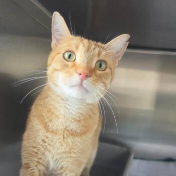 Mac -  Domestic Short Hair Cat for Adoption - Mac | PetCurious