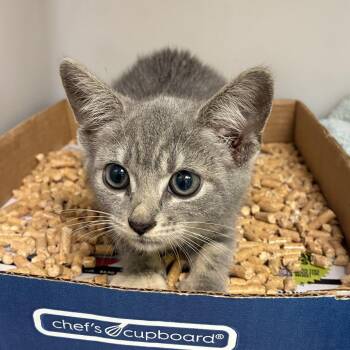 72099 -  Domestic Short Hair Cat for Adoption in Harrisonburg, Virginia - 72099 | PetCurious
