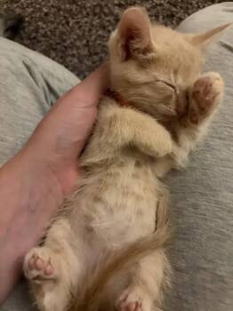 Fresno -  Domestic Short Hair Cat for Adoption in Wyoming, Michigan - Fresno | PetCurious