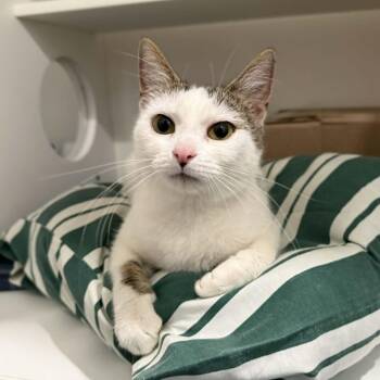 Domestic Short Hair Cats Available for Adoption - Rachel | PetCurious